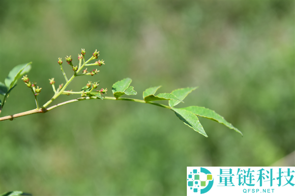 花椒味那么新鲜:揭秘古代“椒房之宠”的由来与含义