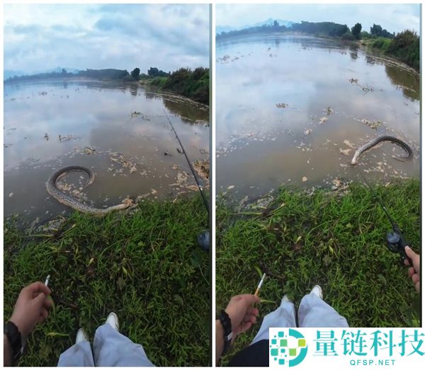 垂钓佬险钓大蟒蛇：误认废轮胎吓坏现场