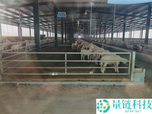 5G科技助力养羊：小羊入住智能豪宅的开挂式养殖模式