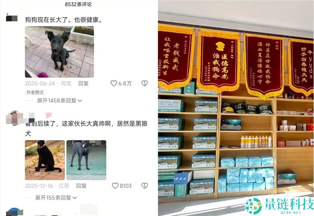 年轻人拒绝给猫狗看病，村庄兽医一夜成名获500万粉丝