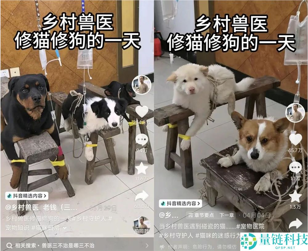 年轻人拒绝给猫狗看病，村庄兽医一夜成名获500万粉丝