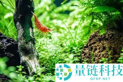 如何在完全离开水源的环境中生长树木？揭秘这些虾的生存秘诀！