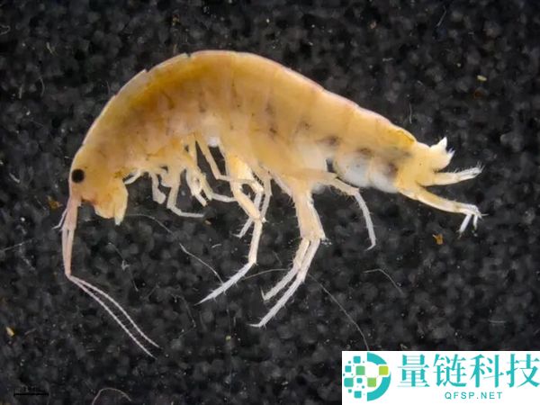 如何在完全离开水源的环境中生长树木？揭秘这些虾的生存秘诀！