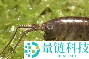 如何在完全离开水源的环境中生长树木？揭秘这些虾的生存秘诀！