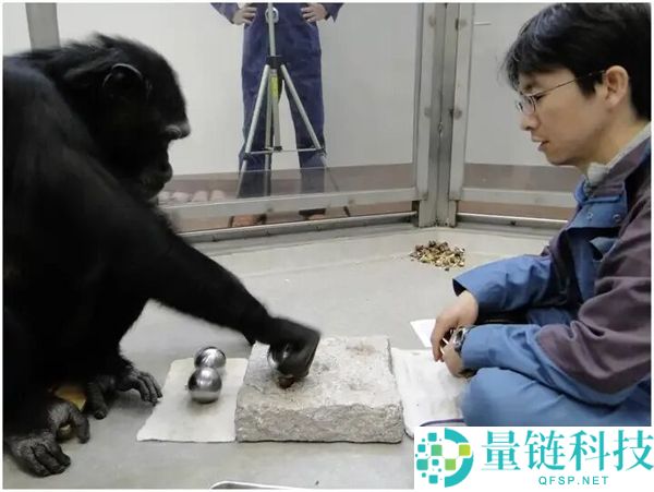 黑猩猩为何未能被驯化为劳动力？揭秘原因分析