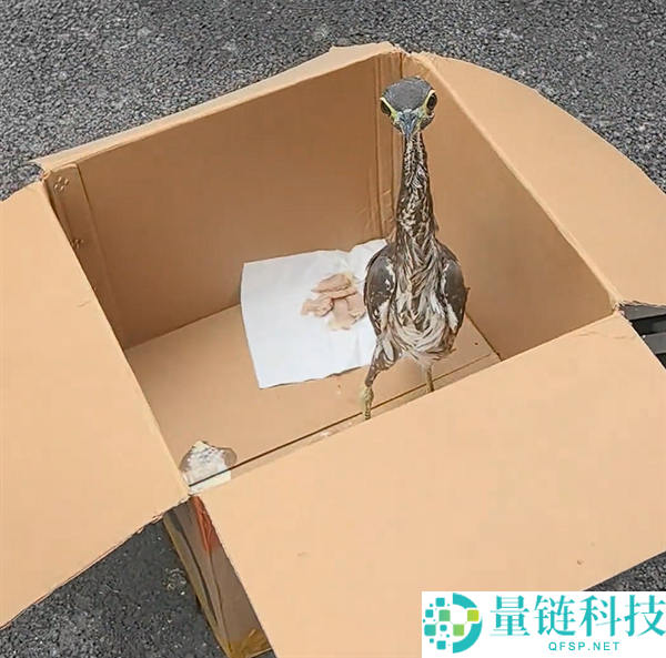 宜宾发现一级国保海南鳽幼鸟：世界最奥秘的鸟类揭秘