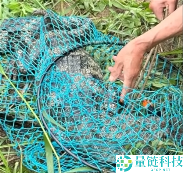 安徽钓友钓到鳄鱼,惊险捕捉全过程揭秘