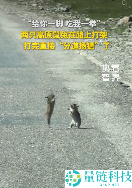 高原兔打架现场:两只兔子相互攻击后各自离开