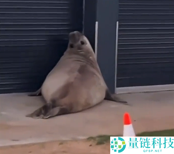 澳大利亚吨重海豹成“街溜子”:比AI更智能的动物不怕人