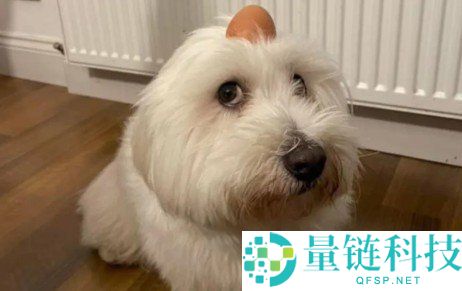 Eggdog（EGG币）简介：你必须了解的所有信息