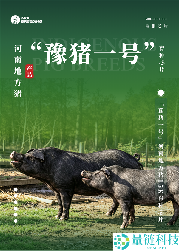 河南本土黑猪专用“猪芯片”：破解进口芯片不靠谱的难题