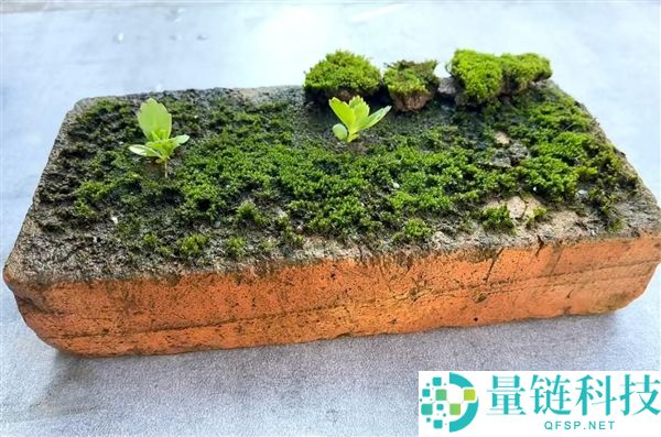 年轻人流行“养砖头”：警惕打喷嚏等症状，医生紧急提醒