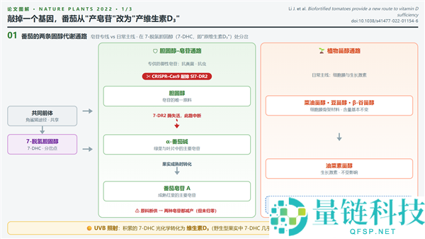 人类创新番茄品种 助你轻松获取维生素D