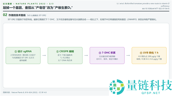 人类创新番茄品种 助你轻松获取维生素D