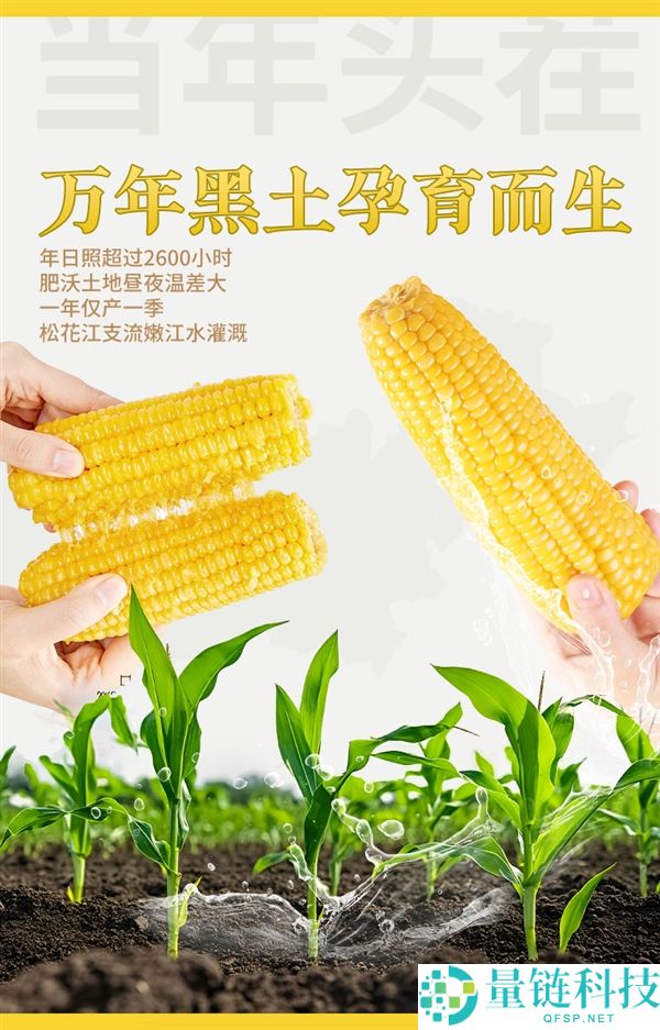香甜软糯,农投团体黄白糯玉米8根15.9元大促
