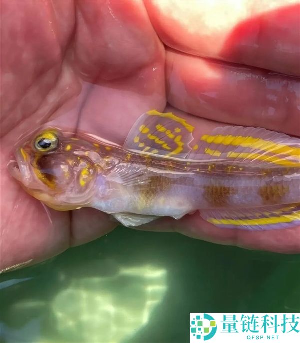 这条方才发现的鱼 恰是被命名为：超等赛亚人,