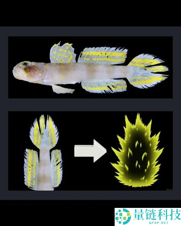 这条方才发现的鱼 恰是被命名为：超等赛亚人,
