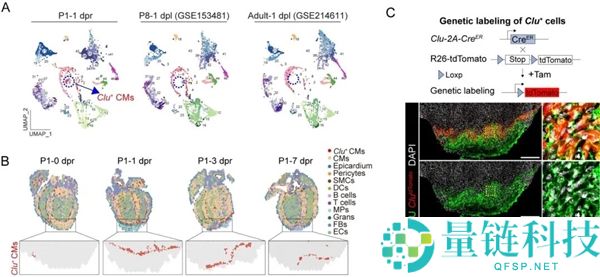 科学家欣喜发现：心脏能“自愈”了