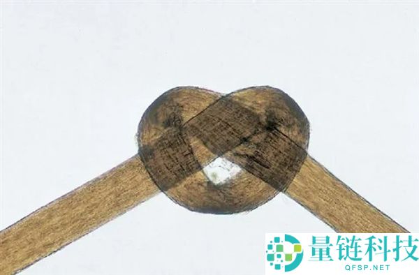 头发开叉其实是种病 良多人轻忽了,3步就能改良