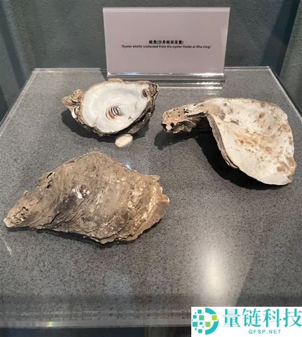 展品过于接地气,网友玩梗称深圳博物馆“不怕被盗”