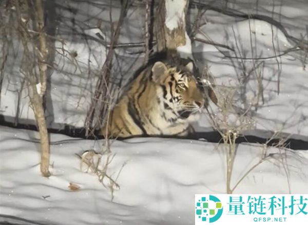 男子雪夜遇东北虎：感觉“死亡注视”