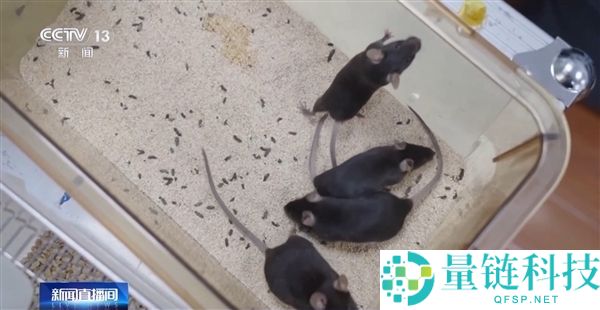 初次太空出征,我国四只“飞天小鼠”名字揭晓 还有专属卡通形象