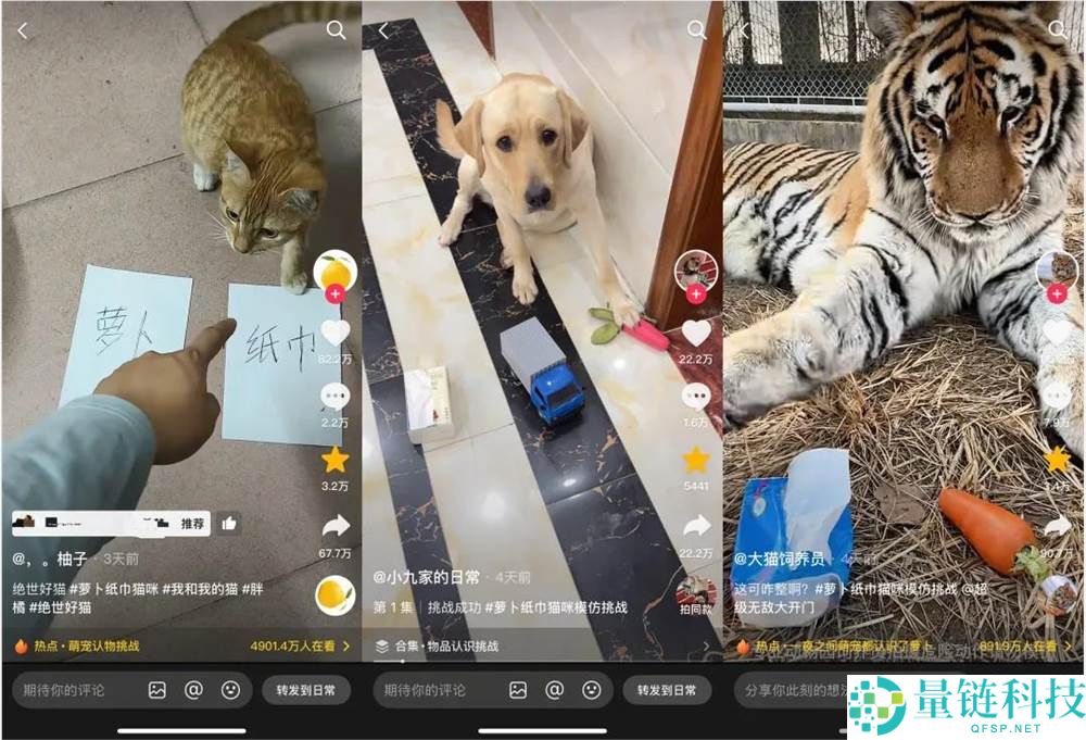 一只不会答题只会蒙的“笨猫”,凭什么承包全网笑点？