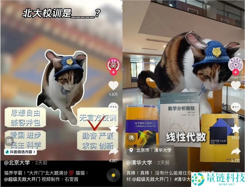 2025最后一个爆梗,“萝卜纸巾猫”事实“真棒”在哪？