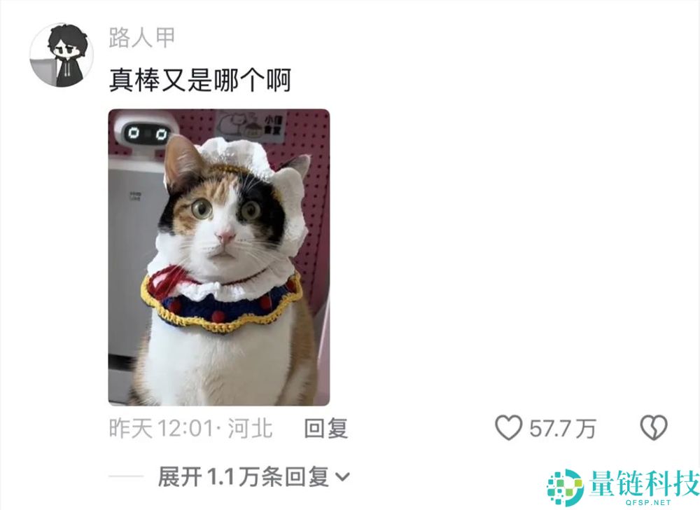 2025最后一个爆梗,“萝卜纸巾猫”事实“真棒”在哪？