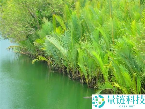 印度尼帕病毒暴发,千万不要碰路边摊的这一类东西