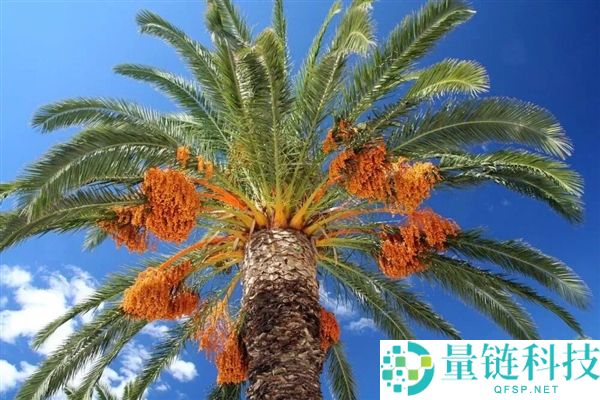 印度尼帕病毒暴发,千万不要碰路边摊的这一类东西