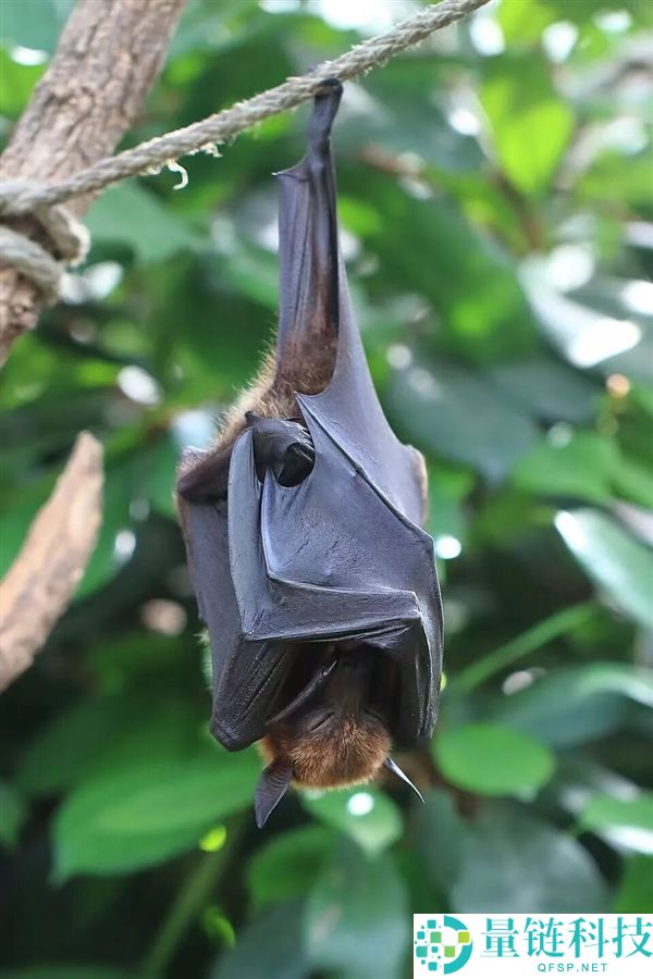 印度尼帕病毒暴发,千万不要碰路边摊的这一类东西