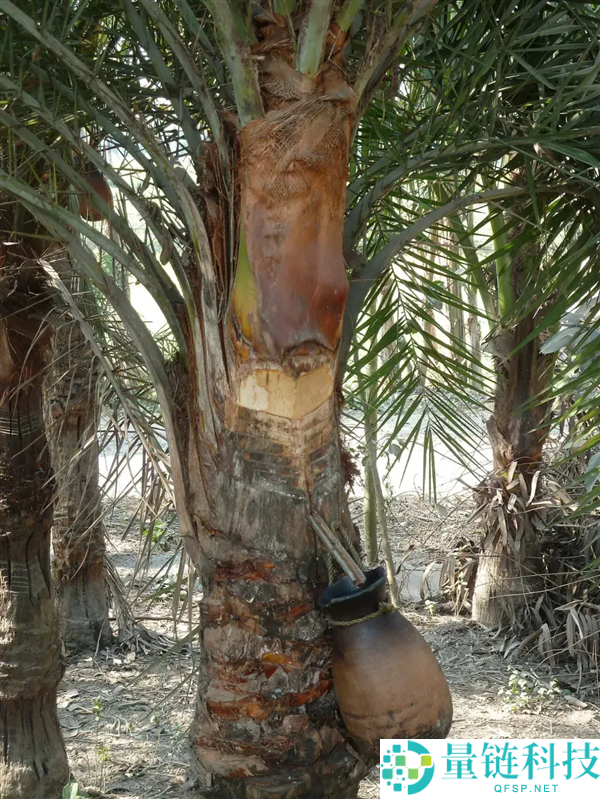 印度尼帕病毒暴发,千万不要碰路边摊的这一类东西