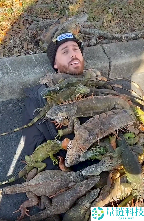 佛罗里达不养闲人,网红收集冻僵蜥蜴当做被子盖在身上