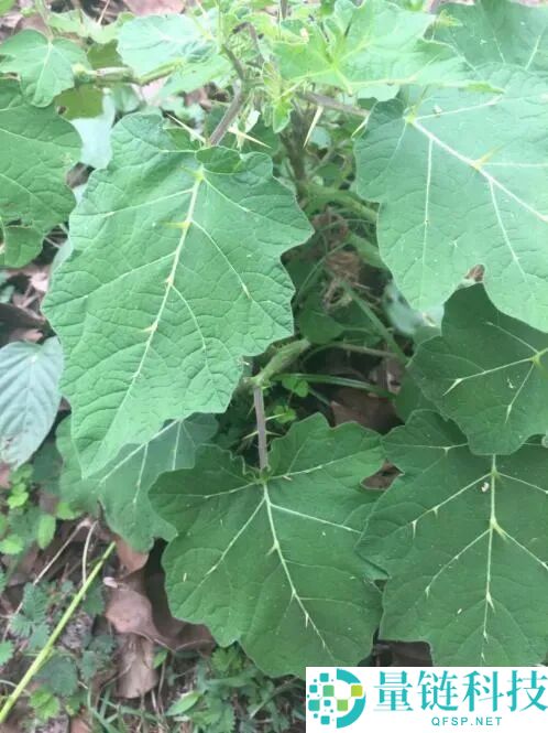 过年摆它想招财 咬一口却进病院