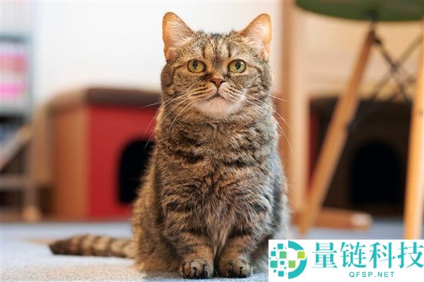 长城猫火出圈：外国旅客失守了