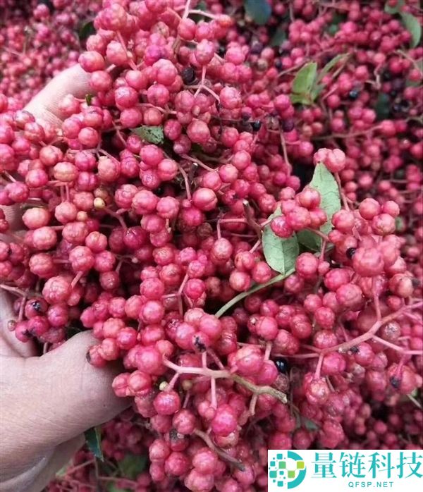 花椒味那么新鲜：揭秘古代“椒房之宠”的由来与含义