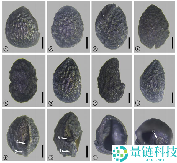 花椒味那么新鲜：揭秘古代“椒房之宠”的由来与含义