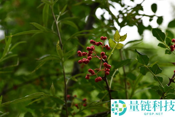 花椒味那么新鲜：揭秘古代“椒房之宠”的由来与含义