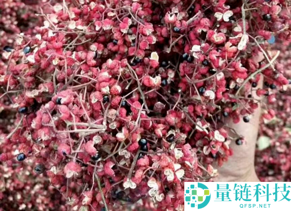 花椒味那么新鲜：揭秘古代“椒房之宠”的由来与含义