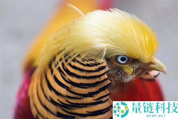 孟加拉白化水牛“川普”造型逆转命运，屠宰结局引发热议
