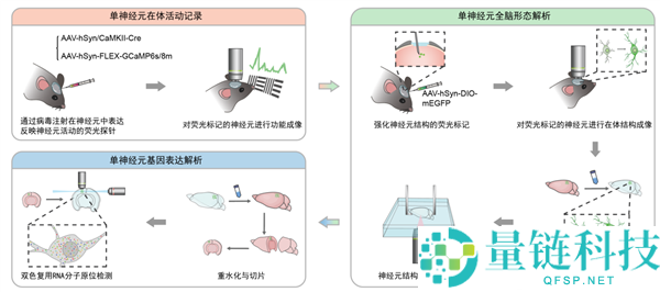 我国科学家首次实现单神经元三模态完全解析，全球突破！