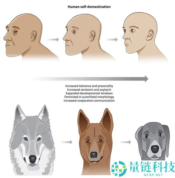 初级生命体是否会将人类视为宠物或食物？