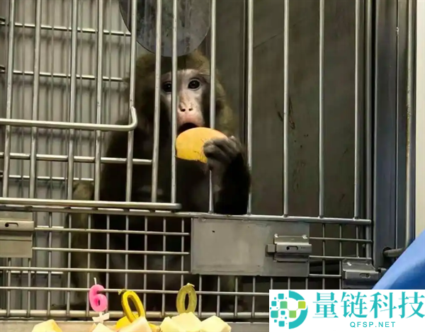 我国基因编辑猪肾移植猴存活超600天，国际领先研究成果