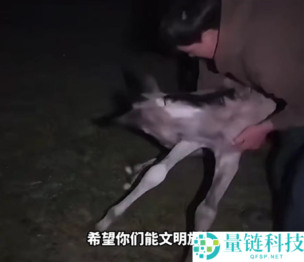 无人机追逐小马致其逃跑7天后死亡，悲剧引发关注