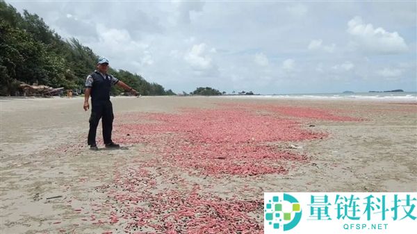 泰国海滩现数百万粉色“腊肠”，警告：千万别碰，可能致盲