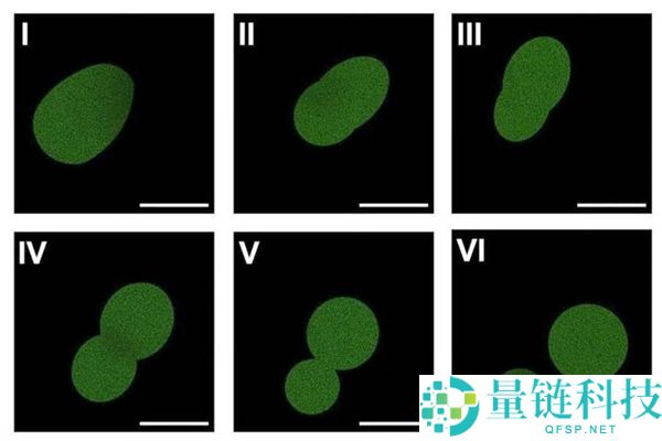 美国科学家公布全球首个可食用、可繁殖的天然生命体研发现象