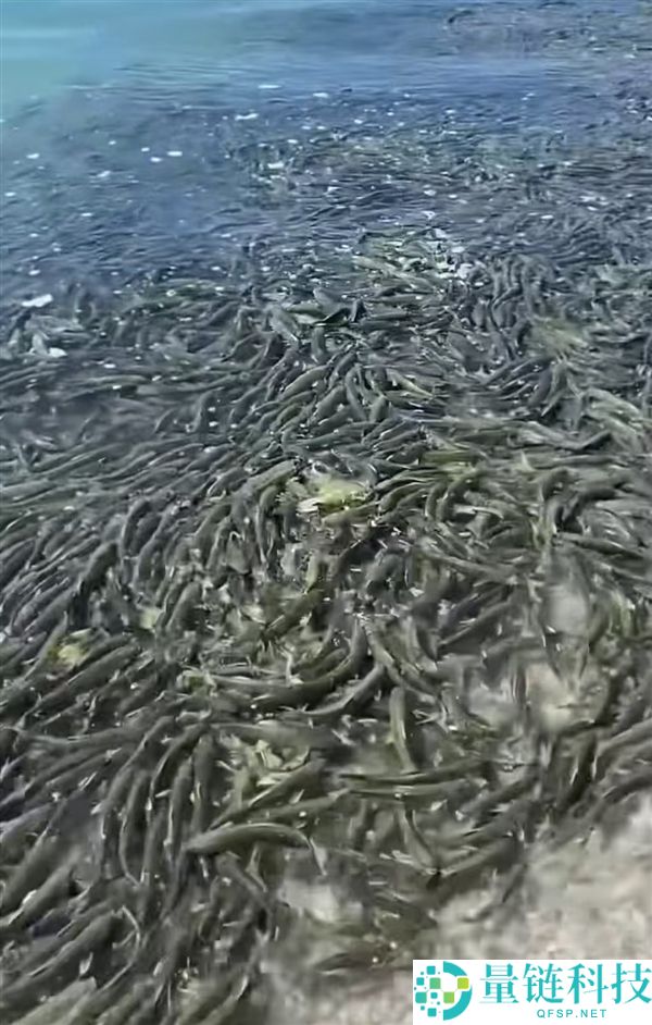 青海湖鱼群密集惊艳网络，网友热议：如此众多还需珍惜吗？