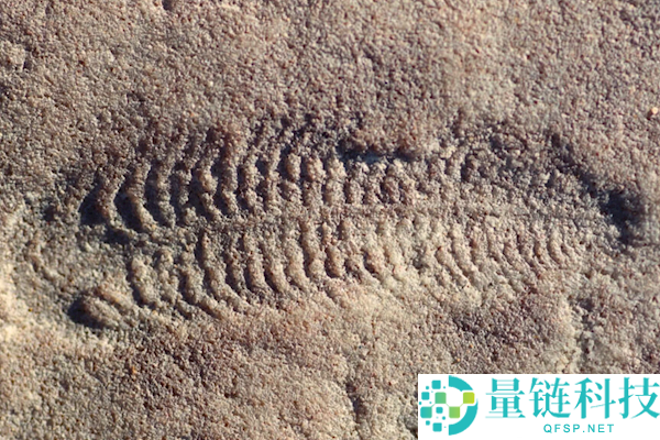 距今5.5亿年：地球最早右撇子生物——远古海底蠕虫揭秘