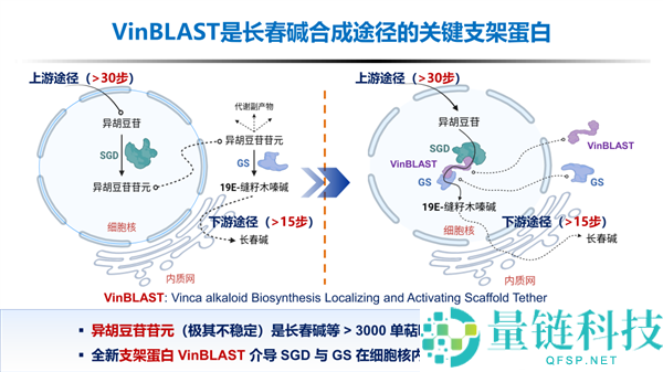 浙大突破长春碱合成瓶颈：2吨原料提炼1克，产量提升近1000倍的抗癌药研发成果